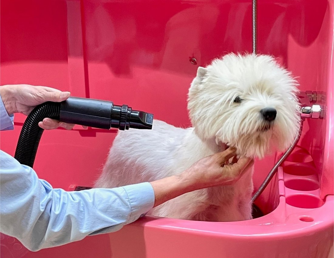 West Highland White Terrier (Westie) wordt droog geblazen met een waterblazer in roze hondenbad