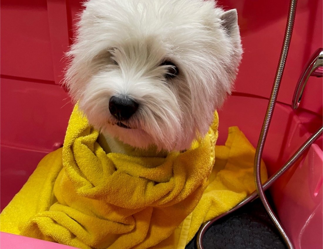 West Highland White Terrier (Westie) in hondenbad