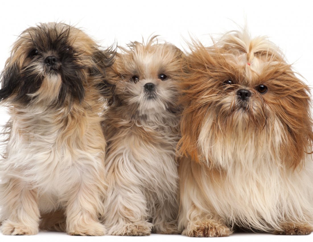 Shih Tzu wordt droog geblazen met waterblazer